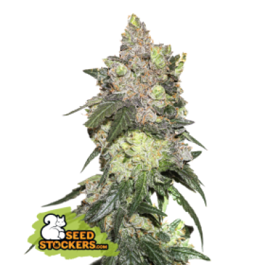 20 20 Girl 20 Scout 20 Cookies 20 Feminised  Cannabis  Seeds