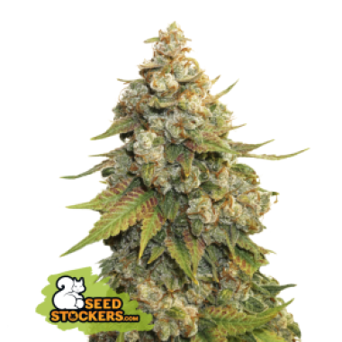 21 20 Golden 20 Lemon 20 Haze 20 Feminised Cannabis Seeds
