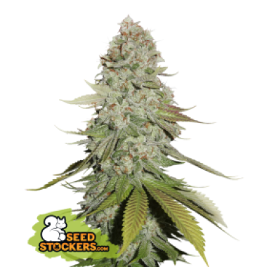 23 20 Gorilla 20 Glue 20 Feminised  Cannabis  Seeds