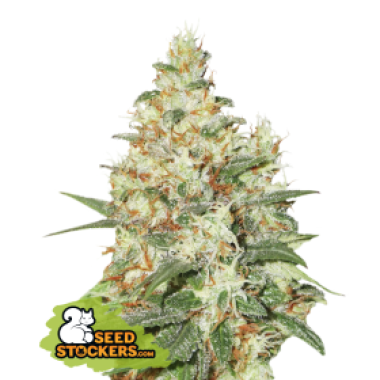 24 20 O G 20 Kush 20 Auto