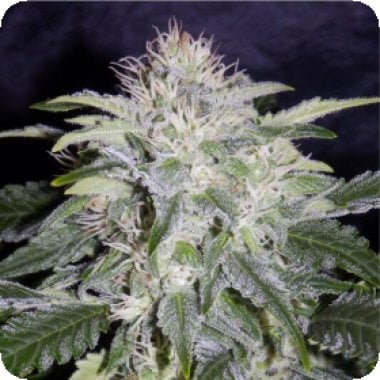 24 Carat Main Image 5