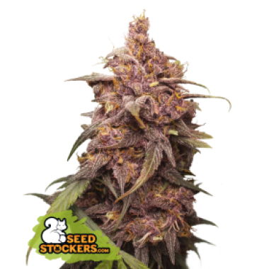 27 20 Purple 20 Punch 20 Feminised  Cannabis  Seeds