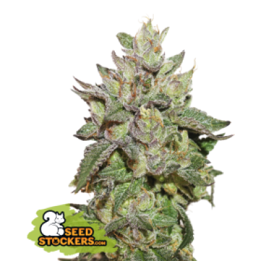 28 20 Wedding 20 Cake 20 Feminised  Cannabis  Seeds