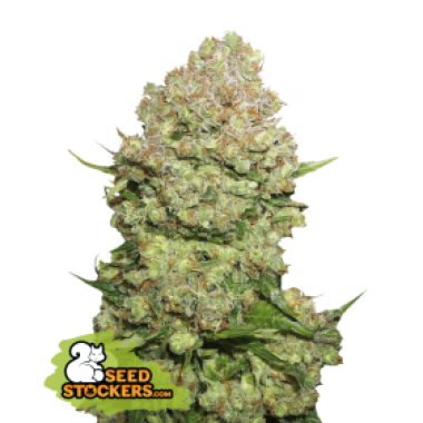 29 20 White 20 Widow 20 Feminised  Cannabis  Seeds