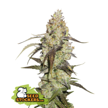 33 20 Runtz 20 Feminised  Cannabis  Seeds