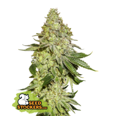 36 20 Sherbet 20 Feminised  Cannabis  Seeds