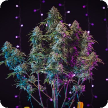 3  Bears  O G  Auto  Feminised  Cannabis  Seeds