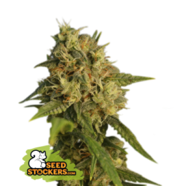 42 20 O G 20 Kush 20 Feminised Cannabis Seeds