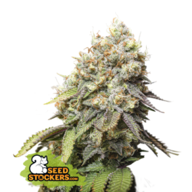 53 20 Bruce 20 Banner 20 Feminised Cannabis Seeds