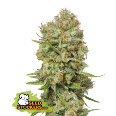 57 20 Green 20 Crack 20 Feminised  Cannabis  Seeds