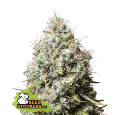 59 20 Jack 20 Herrer 20 Feminised  Cannabis  Seeds