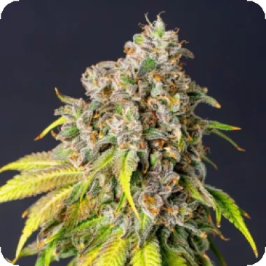 60  Day  Grapefruit  Auto  Flowering  Cannabis  Seeds 0