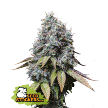 62 20 Sour 20 Diesel 20 Feminised  Cannabis  Seeds