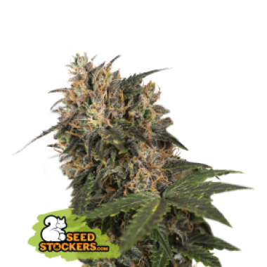 70 20 Blackberry 20 Gum 20 Feminised Cannabis Seeds