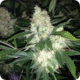 A K27  Express  A U T O  Feminised  Cannabis  Seeds