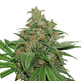 A K420  Feminised  Cannabis  Seeds
