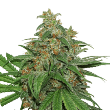 A K420  Feminised  Cannabis  Seeds