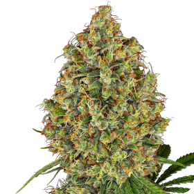 A K420  Feminised  Cannabis  Seeds 0