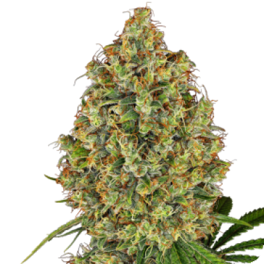 A K420  Feminised  Cannabis  Seeds 0