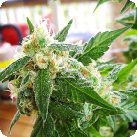 A K 48  Auto  Flowering  Cannabis  Seeds 0