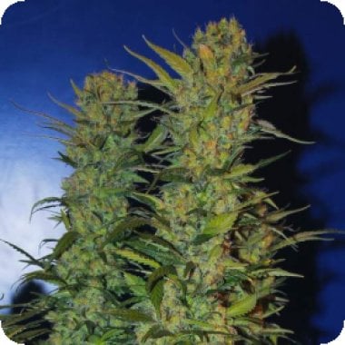 A K 48  Feminised  Cannabis  Seeds