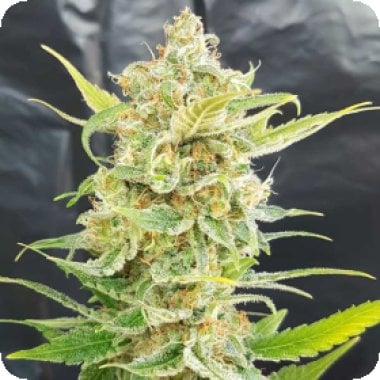 A Little Kushy Auto Flowering Cannabis Seeds