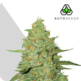 Acapulco  Gold  Auto  Flowering  Cannabis  Seeds 0