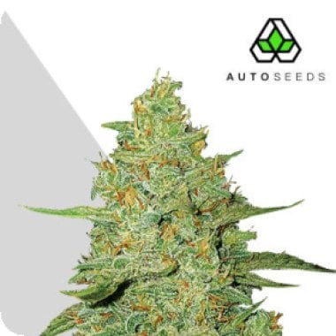 Acapulco  Gold  Auto  Flowering  Cannabis  Seeds 0