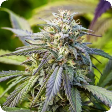 Afghan  Kush  Auto  Flowering  Cannabis  Seeds 0