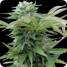 Afghan  Regular  Cannabis  Seeds 0