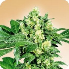 Afghani  231  Regular  Cannabis  Seeds