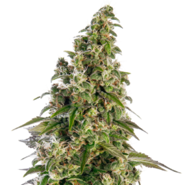 Afghani 1  Auto  Flowering  Cannabis  Seeds 0