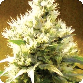 Afghani  Regular  Cannabis  Seeds