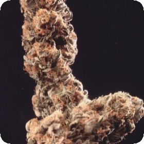 Afghani  Special  Regular  Cannabis  Seeds 0