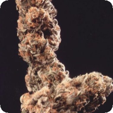 Afghani Special Regular Cannabis Seeds 0