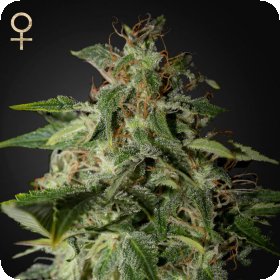 Afgooey  Feminised  Cannabis  Seeds