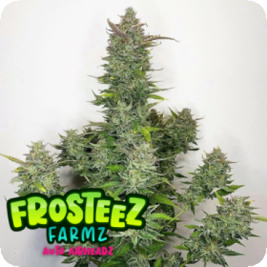Air Headz Auto Flowering Cannabis Seeds 0