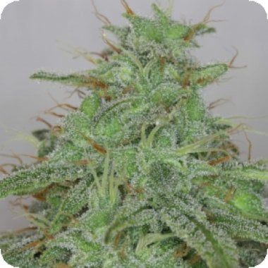 Alaskan  Purple  Auto  Feminised  Cannabis  Seeds