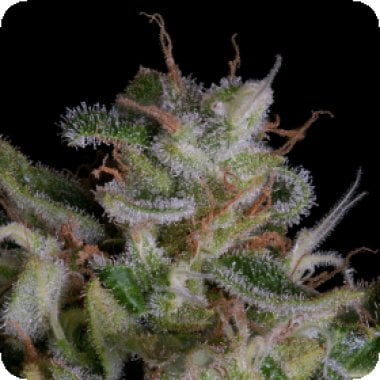 Alien  Gorilla  Feminised  Cannabis  Seeds 0