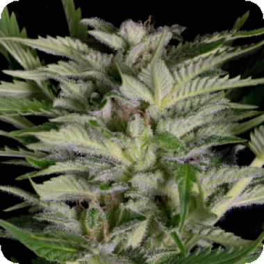 Alien  Technology  Feminised  Cannabis  Seeds