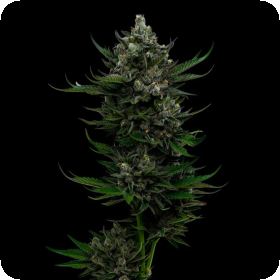 All  Gas  O G  Auto  Flowering  Cannabis  Seeds 0