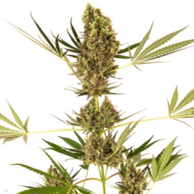 Alpine  Delight  C B D  Auto  Flowering  Cannabis  Seeds 0