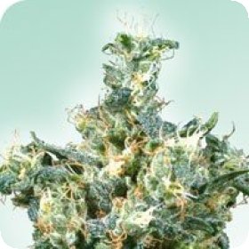 American  Dream  Regular  Cannabis  Seeds