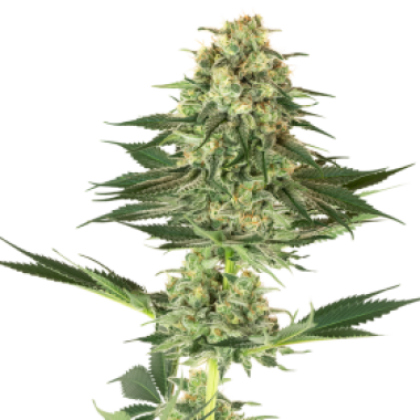 American Line Banana Kush Feminised Cannabis Seeds