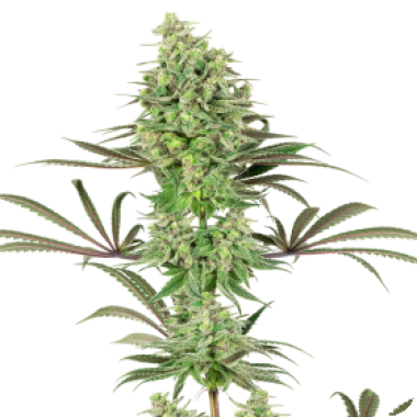 American Line Double Banana Kush Feminised