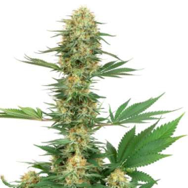 American Line Gelato 420