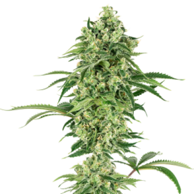 American  Line  Nicole  Hindu  Kush  Feminised  Cannabis  Seeds