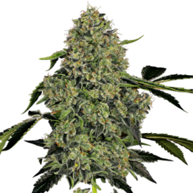 American Line O G Kush Auto