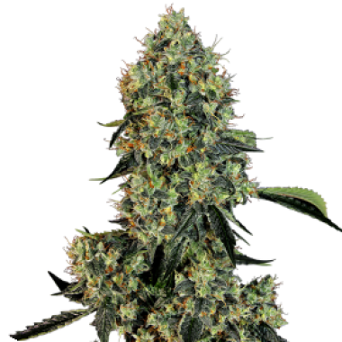 American Line O G Kush Feminised Cannabis Seeds