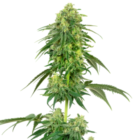 American  Line  Strawberry  Kush  Feminised  Cannabis  Seeds 0